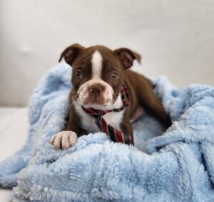 Happiness Is Pets Boston Terrier puppy available