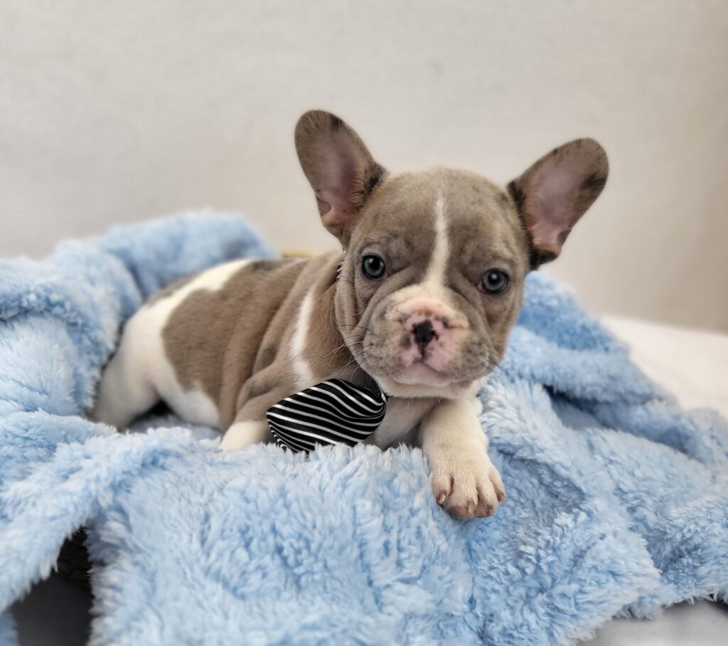 Otis 4