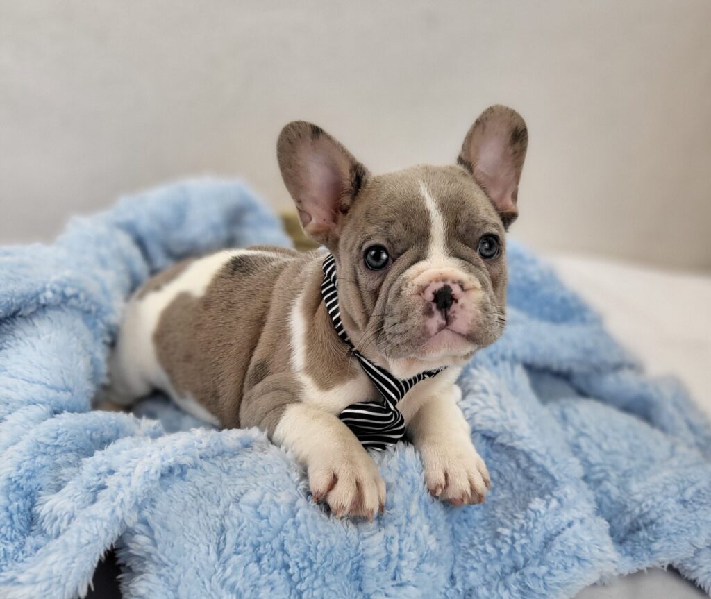 Otis 3