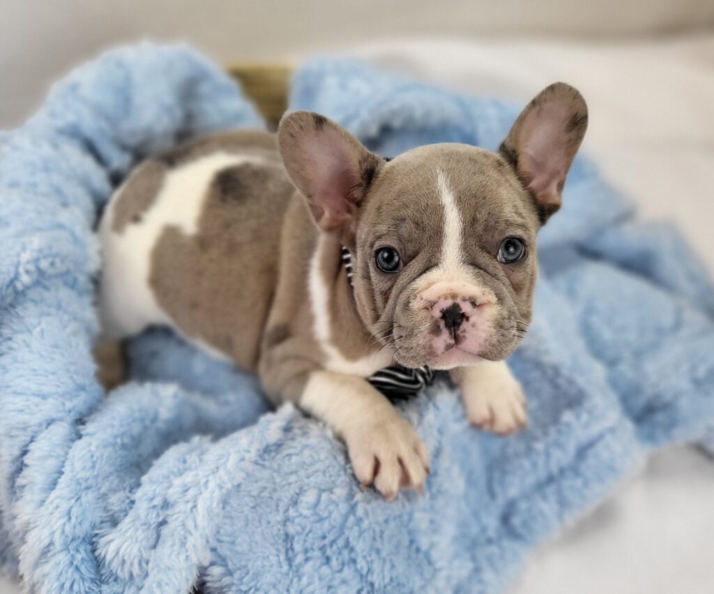 Otis 2
