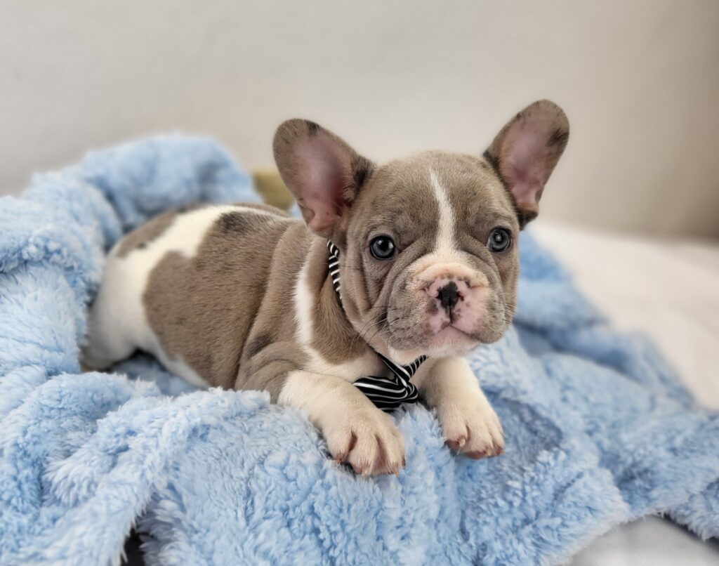 Otis