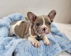 Happiness Is Pets French Bulldog puppy available