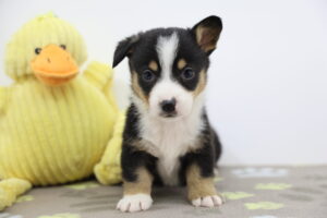 Pembroke Welsh Corgi puppy