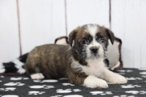 Bosapso puppy