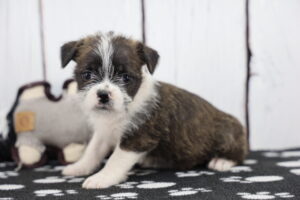 Bosapso puppy