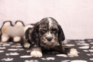 Cocker Spaniel puppy