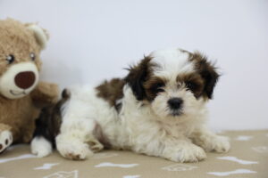 Teddy Bear puppy