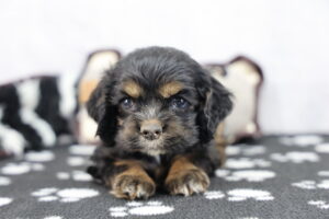 Cocker Spaniel puppy