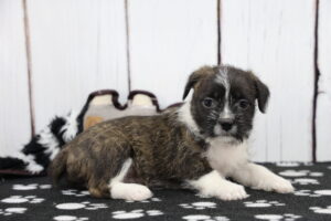 Bosapso puppy