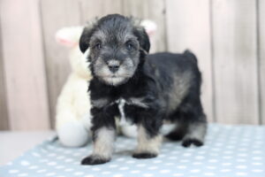 Miniature Schnauzer puppy