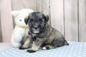 Miniature Schnauzer puppy