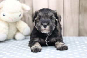 Miniature Schnauzer puppy