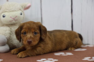 Miniature Dachshund puppy