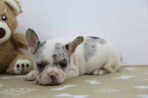 French Bulldog puppy