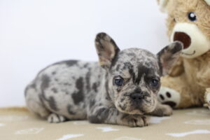 French Bulldog puppy