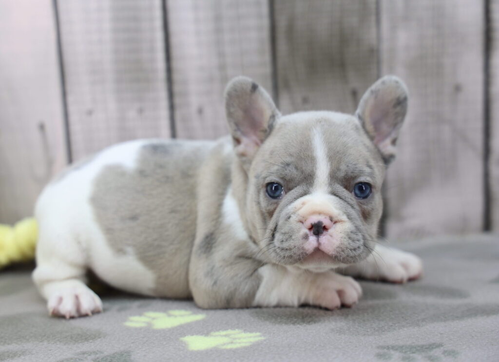 Otis