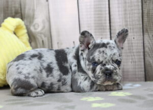 French Bulldog puppy