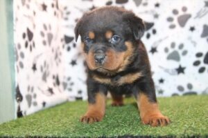 Rottweiler puppy