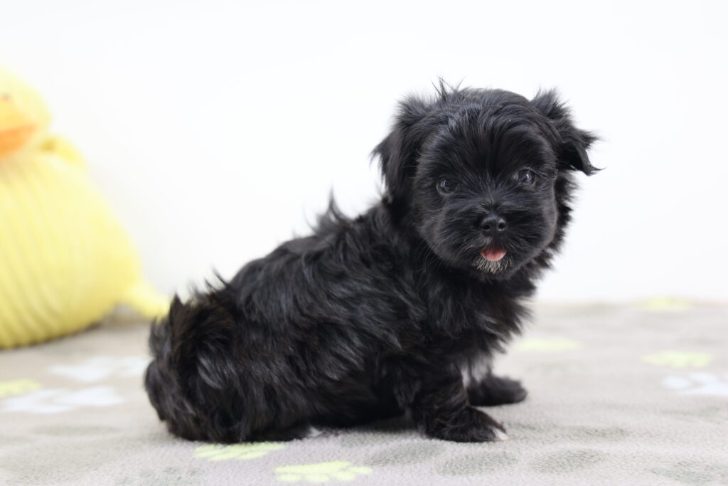Raisin