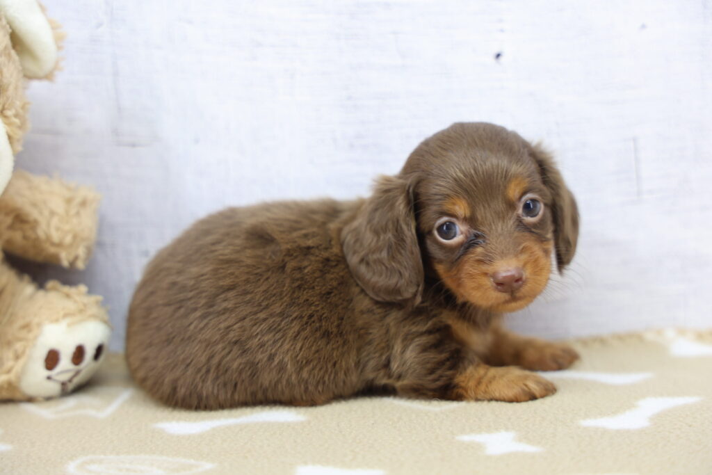 Pip