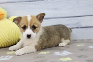 Pembroke Welsh Corgi puppy