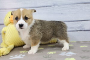 Pembroke Welsh Corgi puppy