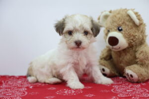 Havanese puppy