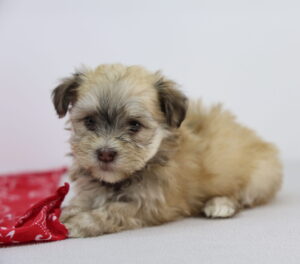 Havanese puppy