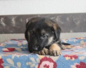 German Shepherd Dog puppy