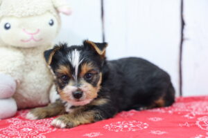 Yorkshire Terrier puppy