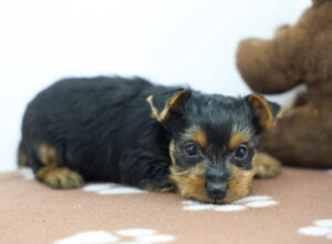 Yorkshire Terrier puppy