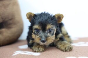 Yorkshire Terrier puppy