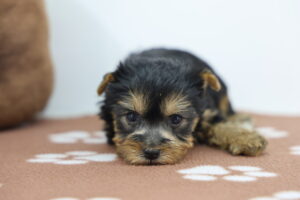 Yorkshire Terrier puppy