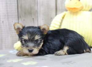 Yorkshire Terrier puppy