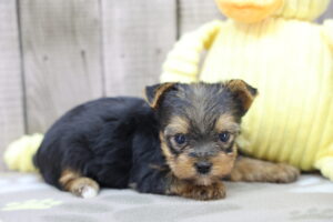 Yorkshire Terrier puppy