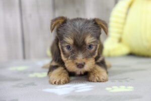 Yorkshire Terrier puppy