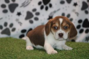 Beagle puppy