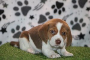 Beagle puppy