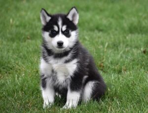 Siberian Husky puppy