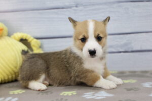 Pembroke Welsh Corgi puppy