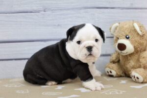 Victorian Bulldog puppy
