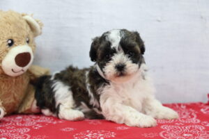 Teddy Bear puppy