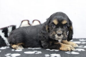 Cocker Spaniel puppy