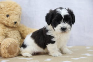 ShihPoo puppy