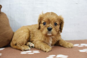 Cavalier King Charles Spaniel puppy