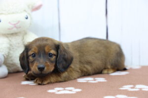 Miniature Dachshund puppy