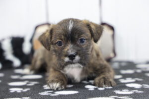 Bosapso puppy
