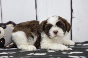 Shih Tzu puppy