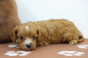 Cavapoo puppy