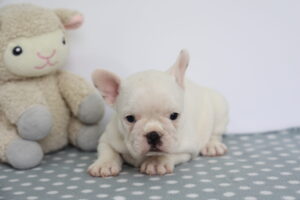 French Bulldog puppy